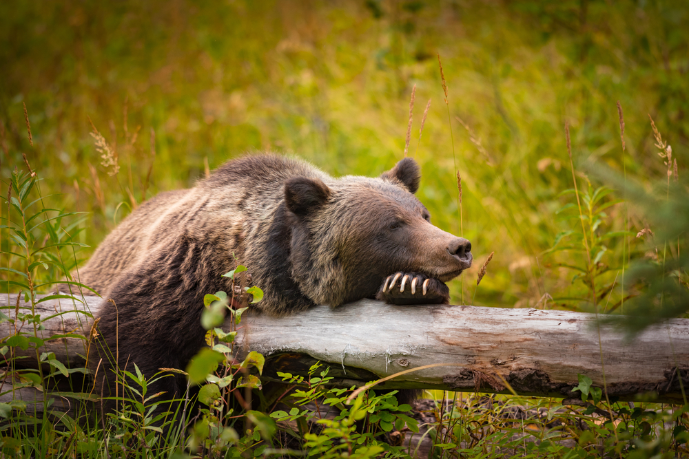 AiM Land Reclamation Bear AiM Land Reclamation Bear