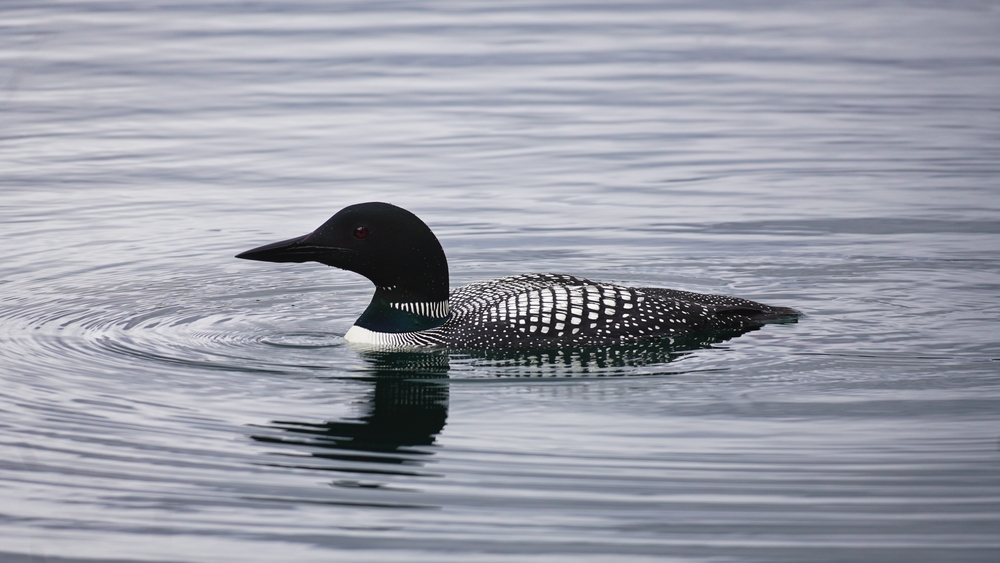 AiM Land Reclamation Loon AiM Land Reclamation Loon